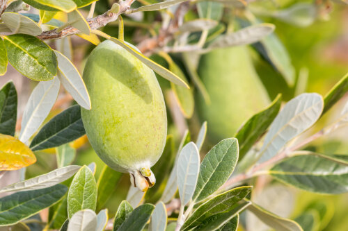 Feijoa White Goose Tm